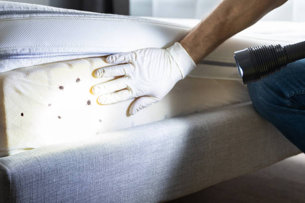 Best Pest Control Treatment  in Ovilla, TX
